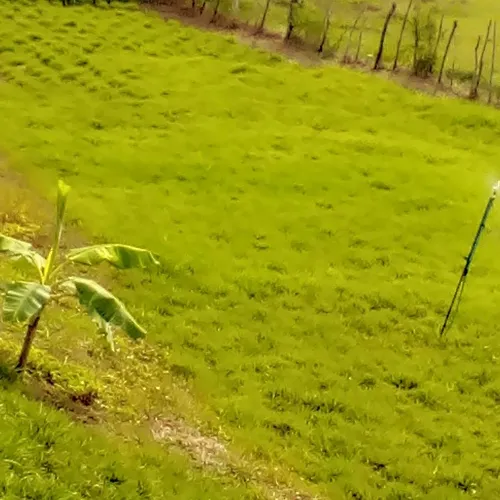 Plantas Chaguaramos Enanos