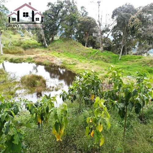 Imagen 9 de 14 de Finca Productiva En Excelente Clima