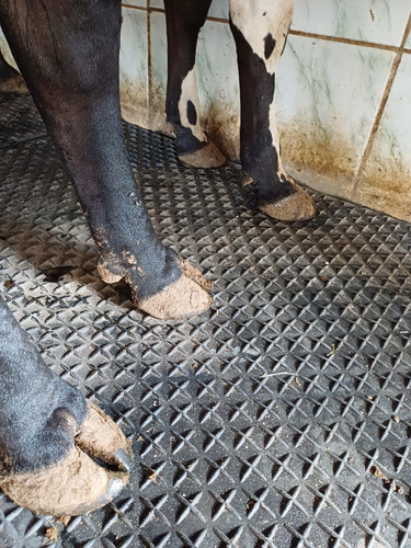 Piso Em Borracha Para Sala De Ordenha Fosso Corredor Equino