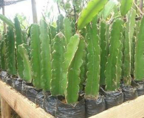 Kit 2 Mudas De Pitaya E 2 De Ora Pro Nobis