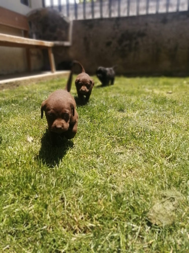 Cachorros Labrador Retriever Chocolate Padres Con Pedigree