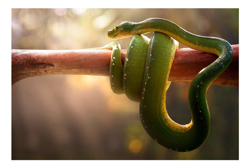 Vinilo 50x75cm Serpiente Verde Enroscada En Rama Arbol