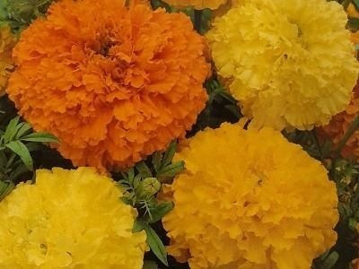 30 Semilla  Flor De Cempasuchil Variado Grande Doble 