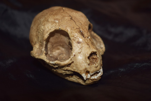 Cráneo Felino Realista / Skull Feline / Calavera 
