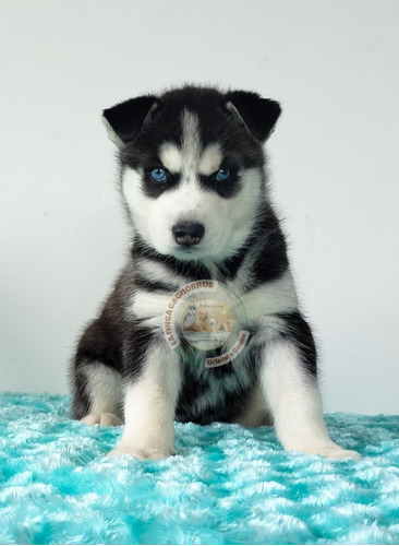 Cachorros Husky Siberiano 