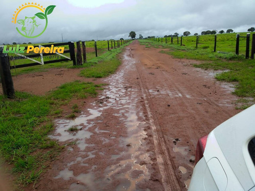 Imagem 10 de 15 de Fazenda À Venda Em Formoso Do Araguaia-to - 1.771 Hectares (dupla Aptidão) - 1618