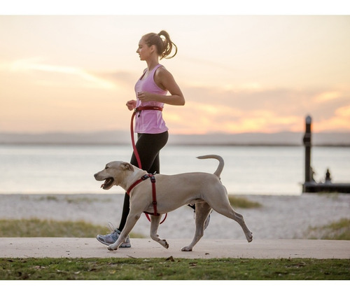 Correa Para Perro Manos Libres Road Runner Ezydog Zero Shock Color Negro