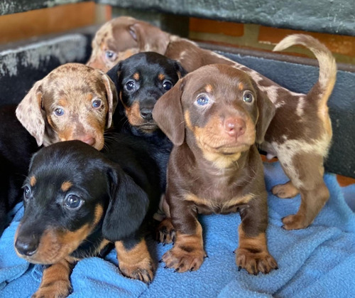 Cachorros Teckel Exoticos De 45 Dias - Hembras Y Macho