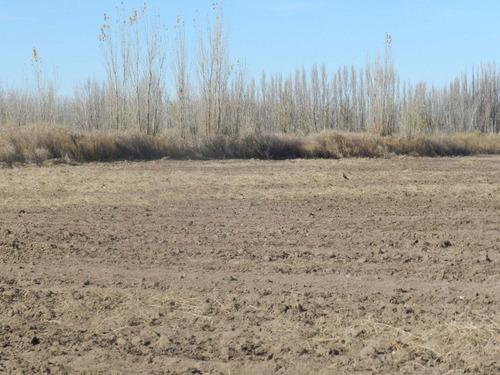 Imagen 11 de 14 de Chacra De 25 Hectáreas En 25 De Mayo - La Pampa