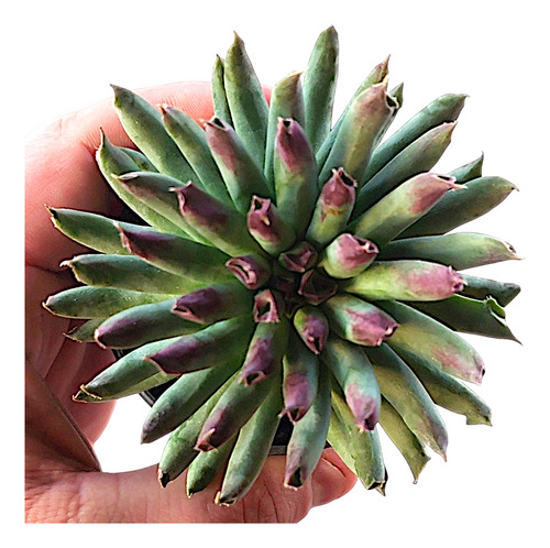 Suculenta Sempervivum Tectorum Oddity