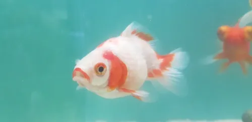 Pez Goldfish Perlado