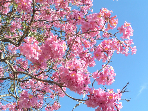 Tabebuia Rosa Arbusto 1.6m Bonito