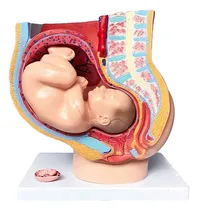 Comprar Modelo De Pelvis Femenina Con 3 Y 9 Meses De Embarazo