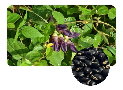 Mucuna Preta - Recuperação Do Solo E Nutrição Animal 1kg