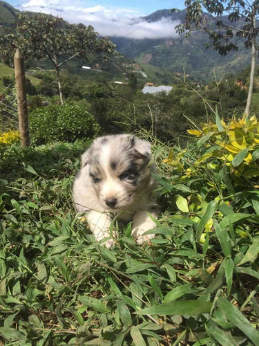 Imagen 6 de 8 de Cachorro Border Colli Cachorros Criadero Kanis