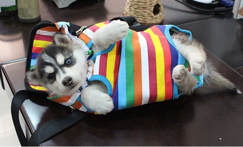 Imagen 5 de 8 de Mochila Transportadora Perro, Gato. Mascotas. Multicolor (l)