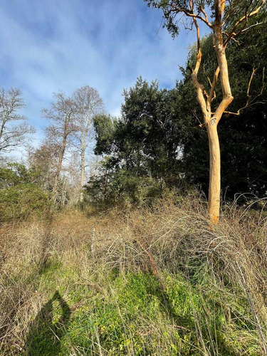 Parcela 6300m2 Arboles Nativos (105986)