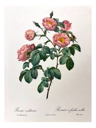 Rosa Mollissima - Redouté Flores Botánica - Lámina 45x30 Cm.