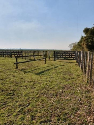 Imagen 1 de 5 de Vendo Campo En Brugo 82 Has