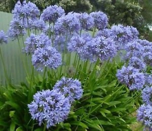 Sementes Agapanto Agapanthus Praecox Flor Rosa P/ Mudas | MercadoLivre