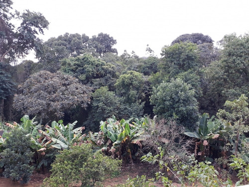 Imagem 26 de 30 de Rural - Venda - Corrupira - Cod. 7162 - V7162