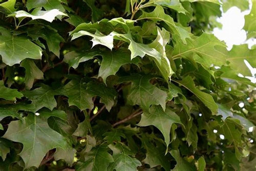 Espinheira Santa Erva Seca Para Chá 100 Gr