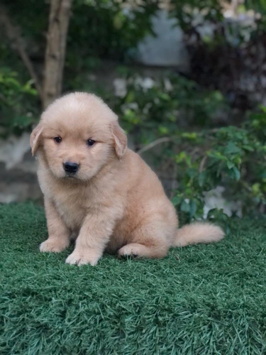 Cachorros Golden Retriever