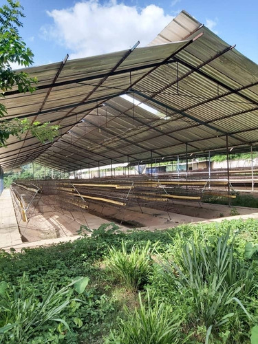 Imagen 10 de 11 de Precio Oportunidad Granja Aves Carlos Arvelo - Anggi Zerpa