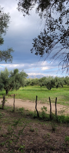 Imagen 15 de 27 de Oportunidad Hermoso Campo Productivo Las Tapias