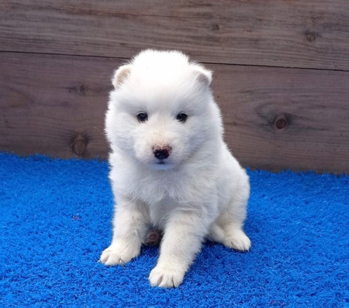 Cachorros Samoyedo Mascotas Cachorro Samoyedo