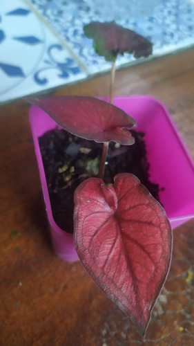 Caladium Desert/americano/muda Pequena,bebê