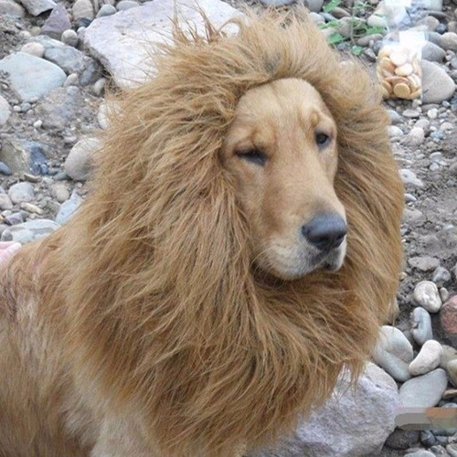 Disfraz León Para Perro Peluca Mascota Cafe Claro Medida M