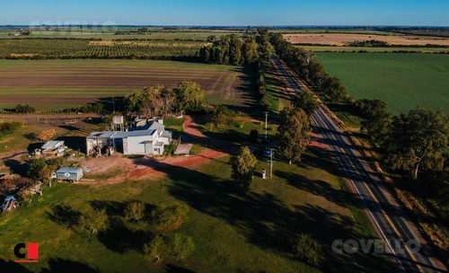 Campo - Nueva Palmira