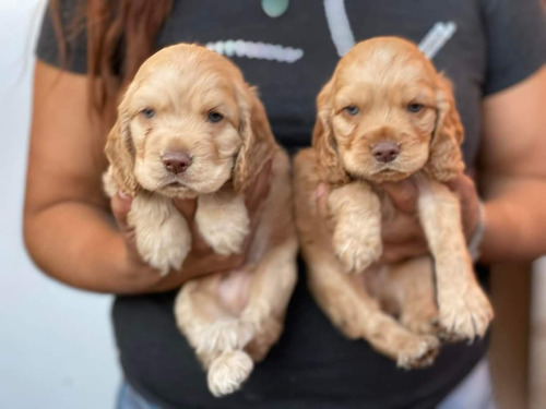 Cachorros Cocker Spaniel 