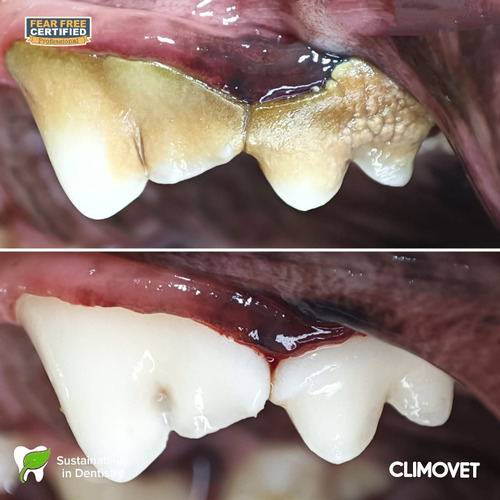 Limpieza Dental Perros Y Gatos (destartraje)