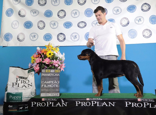 Rottweiler Filhote
