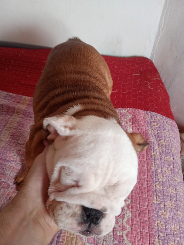 Vendo Cachorra Bulldog Ingles Con Kca Marrón Y Blanca