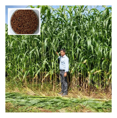 Sorgo Forrageiro Gigante 2kg - Tipo Boliviano! Oferta