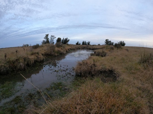 Imagen 4 de 8 de Campo Agrícola De 16 Hás A 60min De Montevideo En Tala (canelones)