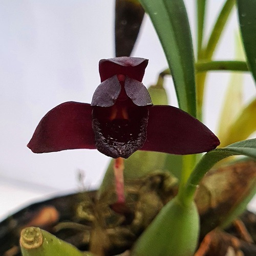 Orquídea Negra Adulta-original (orquidário Orquiflora) | MercadoLivre