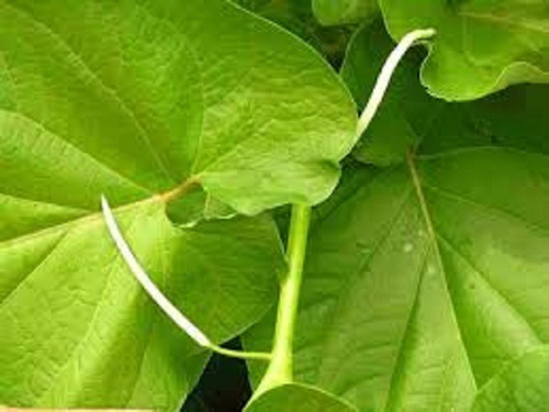 60 Hojas Frescas De Hoja Santa, Hierba Santa O Acuyo