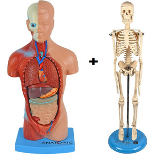 Modelo Anatomico Torso 28 Cm | MercadoLivre ?