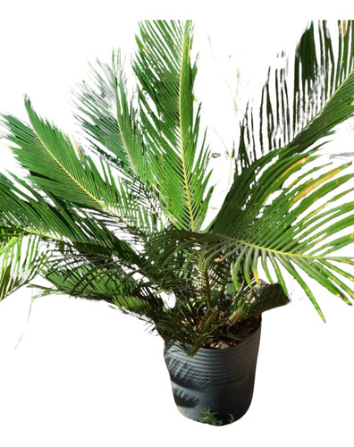 Palmera Sica