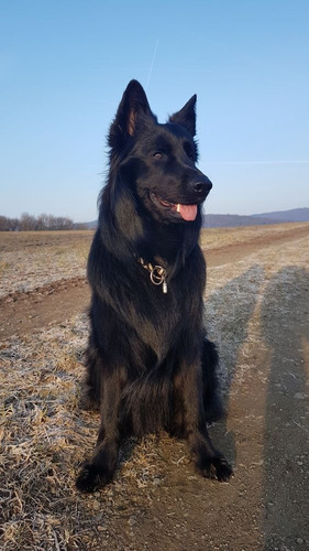 Ovejero Belga 57 Negro