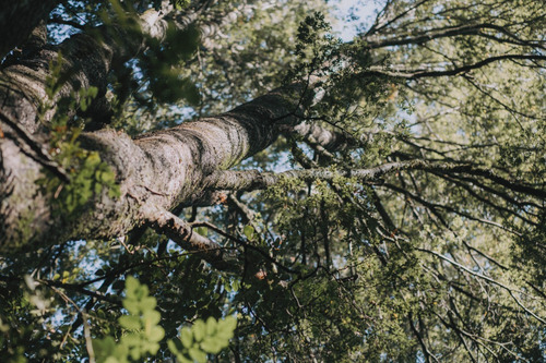 Parcela Única Con Bosque Nativo Naturaleza Y Tranquilidad