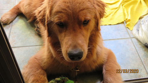 Imagen 6 de 6 de Hermoso Ejemplar De Golden Retriever Para Cruza