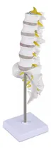 Comprar Modelo De Columna Vertebral Humana Con 5 Vértebras Lumbares
