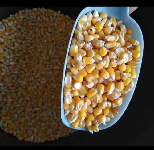 Maíz Amarillo Sacos 50kg