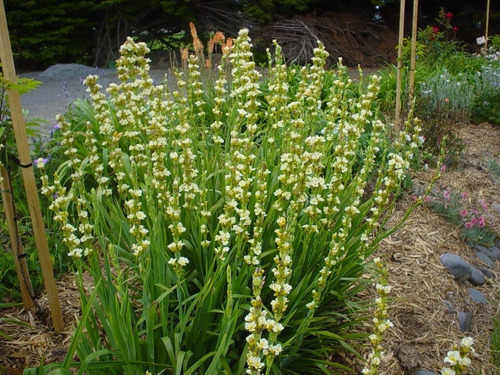 Huilmo Sisyrinchium Stratum Planta Nativa Flor