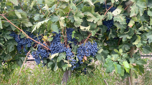 Venta De Finca Productiva En La Heras 31 Hs De Viñedos Y Riego Por Goteo